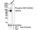 Phospho-HSF1 (Ser326) Antibody in Western Blot (WB)
