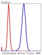 Caldesmon Antibody in Flow Cytometry (Flow)