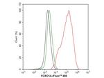 FOXO1 Antibody in Flow Cytometry (Flow)
