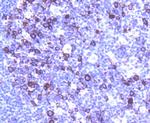 Cyclin B1 Recombinant Rabbit Monoclonal Antibody (SU33-03)