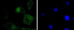 Phospho-c-Jun (Ser63) Antibody in Immunocytochemistry (ICC/IF)