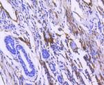 CD90 (Thy1) Antibody in Immunohistochemistry (Paraffin) (IHC (P))