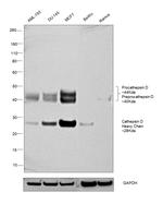 Cathepsin D Antibody
