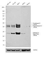 Cathepsin D Antibody in Western Blot (WB)