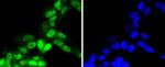 Phospho-RSK1 (Thr359, Ser363) Antibody in Immunocytochemistry (ICC/IF)