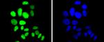 p27 Kip1 Recombinant Rabbit Monoclonal Antibody (SU37-04)