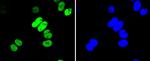 H3K56ac Antibody in Immunocytochemistry (ICC/IF)