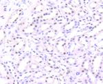 H3K56ac Antibody in Immunohistochemistry (Paraffin) (IHC (P))