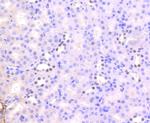 H3K56ac Antibody in Immunohistochemistry (Paraffin) (IHC (P))