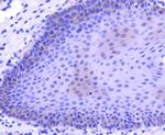M-CSF Antibody in Immunohistochemistry (Paraffin) (IHC (P))