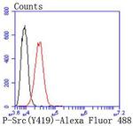 Phospho-SRC (Tyr419) Antibody in Flow Cytometry (Flow)