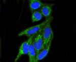 TOMM20 Antibody in Immunocytochemistry (ICC/IF)