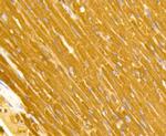 TOMM20 Antibody in Immunohistochemistry (Paraffin) (IHC (P))