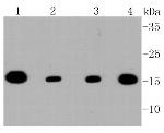 TOMM20 Antibody in Western Blot (WB)