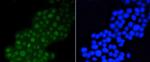 DGCR8 Recombinant Rabbit Monoclonal Antibody (ST04-79)