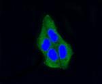 beta Arrestin 1 Antibody in Immunocytochemistry (ICC/IF)