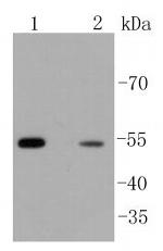 beta Arrestin 1 Antibody in Western Blot (WB)