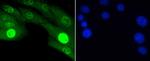 Phospho-JNK1/JNK2/JNK3 (Thr183, Thr221) Recombinant Rabbit Monoclonal Antibody (ST500)