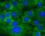 Phospho-MEK1 (Ser218, Ser222) Recombinant Rabbit Monoclonal Antibody (ST0490)