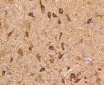 nNOS Antibody in Immunohistochemistry (Paraffin) (IHC (P))