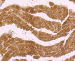 nNOS Antibody in Immunohistochemistry (Paraffin) (IHC (P))