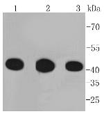 PGK1 Recombinant Rabbit Monoclonal Antibody (ST49-07)