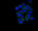 Musashi-2 Recombinant Rabbit Monoclonal Antibody (ST59-02)