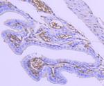 TSC2 Antibody in Immunohistochemistry (Paraffin) (IHC (P))