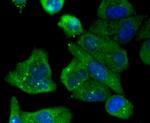 JNK2 Antibody in Immunocytochemistry (ICC/IF)