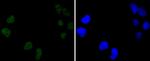 DNA-PK Antibody in Immunocytochemistry (ICC/IF)