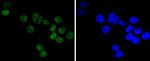 DNA-PK Antibody in Immunocytochemistry (ICC/IF)