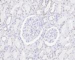 ESRRA Antibody in Immunohistochemistry (Paraffin) (IHC (P))