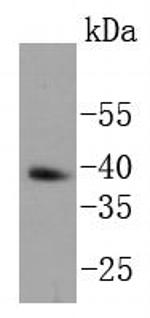 Nanog Recombinant Rabbit Monoclonal Antibody (SC05-70)