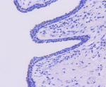 Caspase 6 Antibody in Immunohistochemistry (Paraffin) (IHC (P))