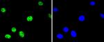 Phospho-ATF2 (Thr71) Recombinant Rabbit Monoclonal Antibody (SC05-90)