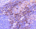 CD13 Antibody in Immunohistochemistry (Paraffin) (IHC (P))