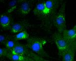 VAV2 Recombinant Rabbit Monoclonal Antibody (SC68-03)