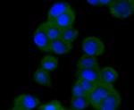 VAV2 Antibody in Immunocytochemistry (ICC/IF)