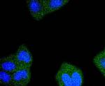 RPS20 Antibody in Immunocytochemistry (ICC/IF)