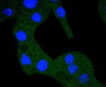 RPS20 Recombinant Rabbit Monoclonal Antibody (SC65-08)