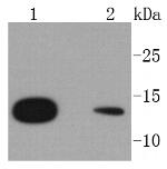RPS20 Antibody in Western Blot (WB)