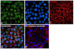C/EBP beta Recombinant Rabbit Monoclonal Antibody (SC55-05)