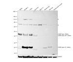C/EBP beta Antibody in Western Blot (WB)