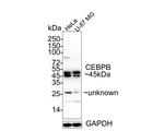 C/EBP beta Recombinant Rabbit Monoclonal Antibody (SC55-05)