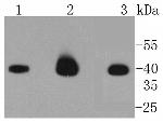 Caspase 9 Recombinant Rabbit Monoclonal Antibody (SC65-05)
