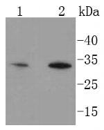 HES1 Antibody in Western Blot (WB)