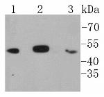 IkB beta Antibody in Western Blot (WB)