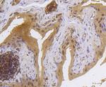Phospho-MSK1 (Ser376) Antibody in Immunohistochemistry (Paraffin) (IHC (P))