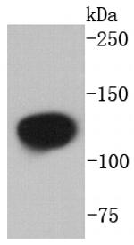 NEDD4L Recombinant Rabbit Monoclonal Antibody (SN73-03)