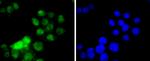 HNF4A Recombinant Rabbit Monoclonal Antibody (SN72-03)